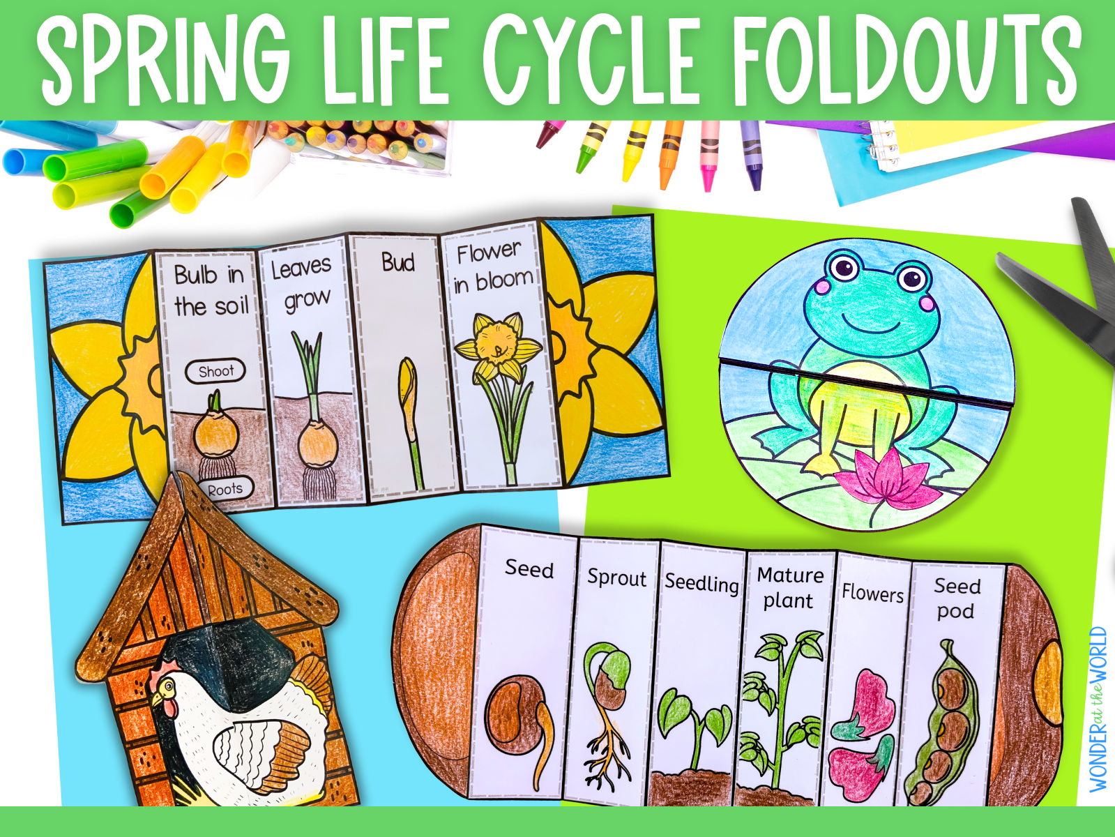 Spring life cycles science foldout bundle (bean, chicken, daffodil, frog)