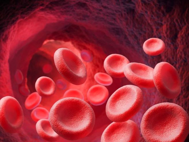 Components of the Blood