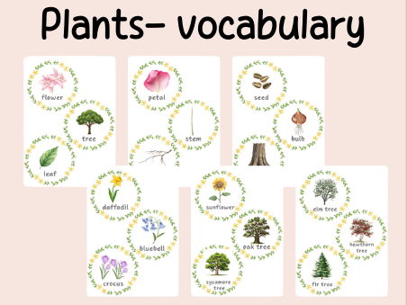 Plants Vocabulary- KS1 Science- Year 1 Science