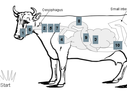 Ruminant board game - A level biology or similar | Teaching Resources