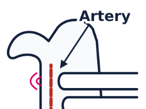 Animals, including humans - Blood Vessels