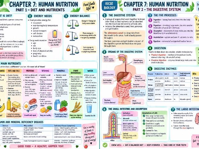 Human Nutrition All in One Notes