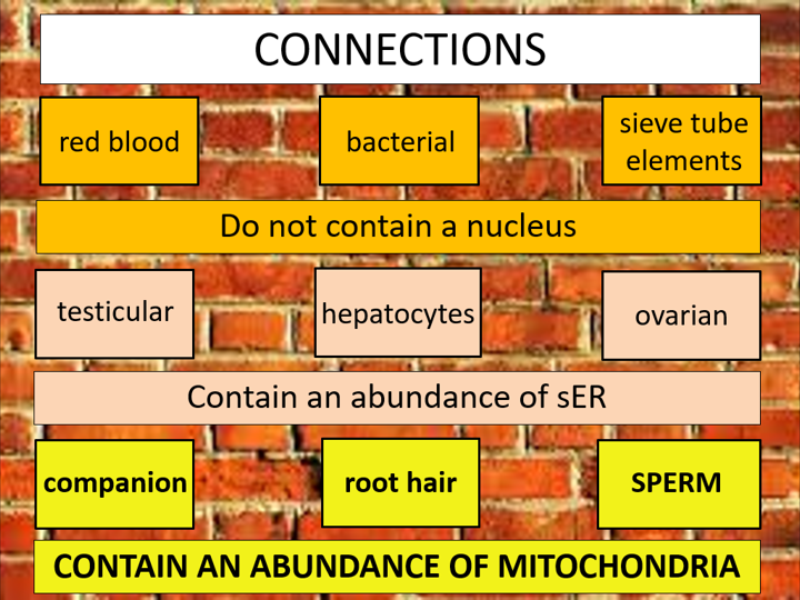 The Mammalian Gametes Edexcel A level Biology A Teaching Resources