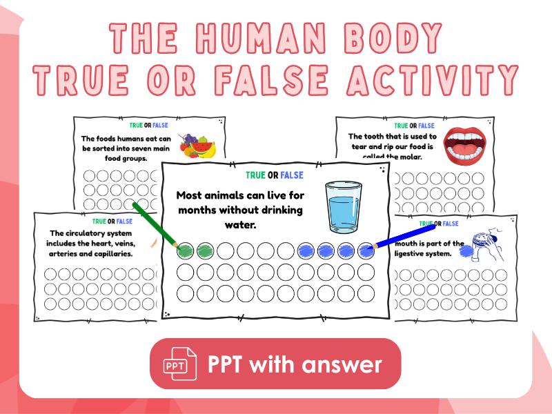 Year 6 Human Body True or False Carousel Activity