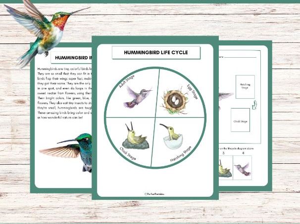 Hummingbird Life Cycle Worksheet- Bird Science Unit Study With Fun Facts!