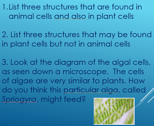 B1.2 Animal and plant cells | Teaching Resources