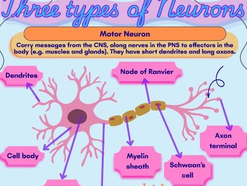 Types of neurons poster