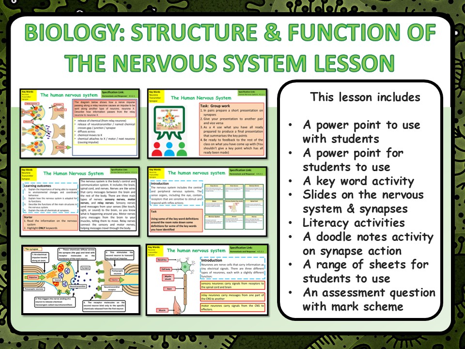 GCSE Biology (Science) Structure & Function of the Nervous System Lesson