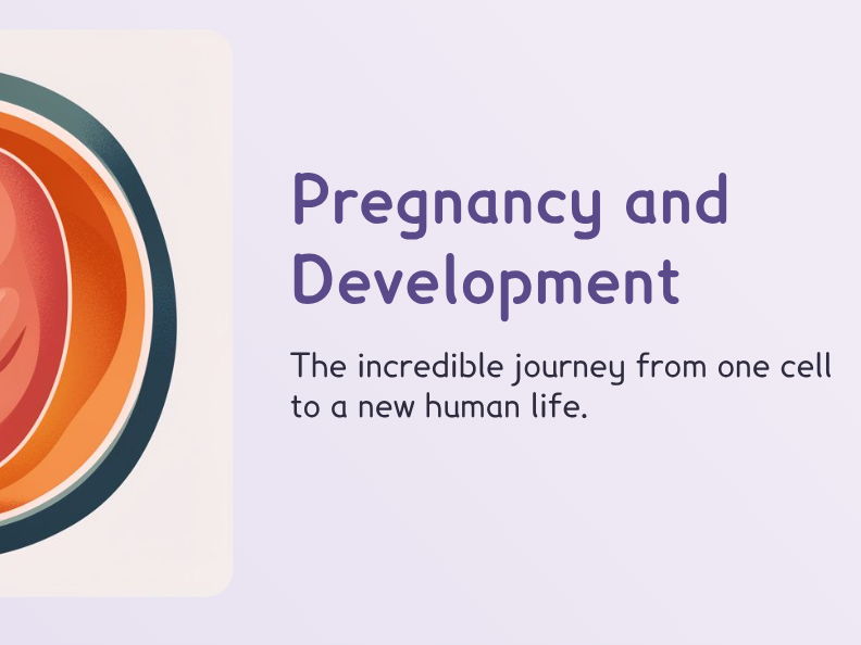 KS3 - Pregnancy & Development (PPT + Worksheet)