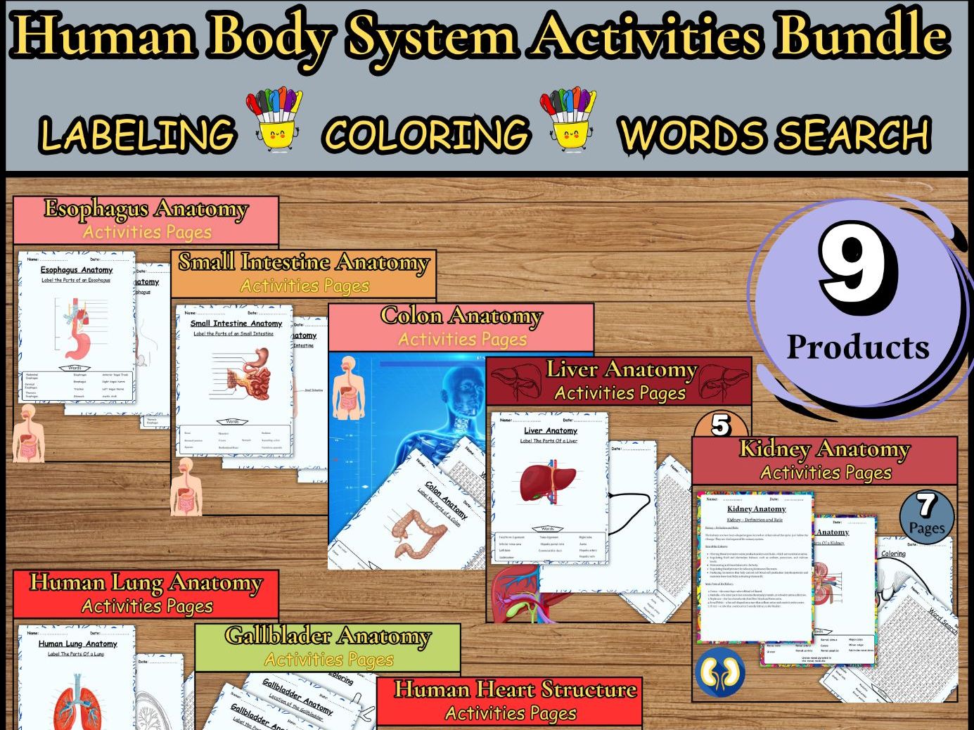 Human Body System Activities Bundle