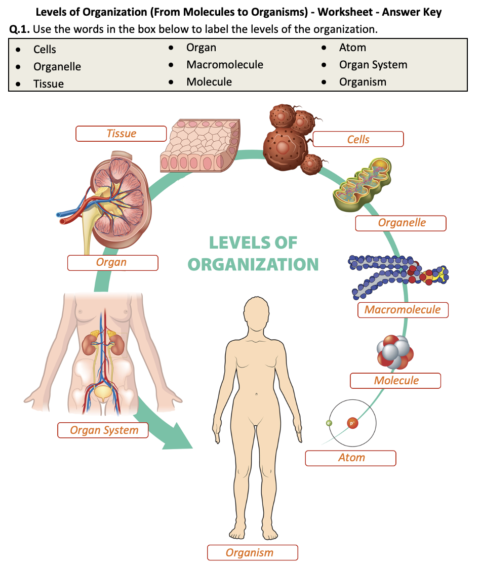 Levels of Organization (From Molecules to Organisms) - Worksheet Pertaining To Levels Of Organization Worksheet