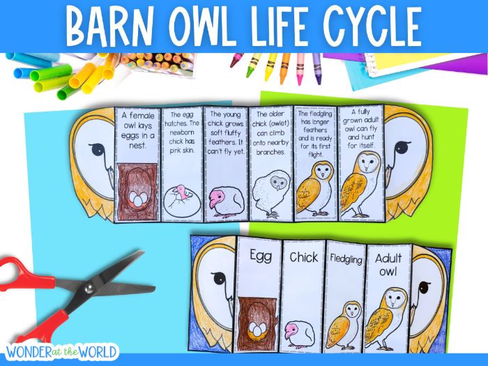 Life cycle of an owl sequence and fold science craft activity