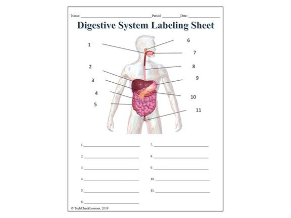 Digestive System Labeling Worksheet - Science | Anatomy