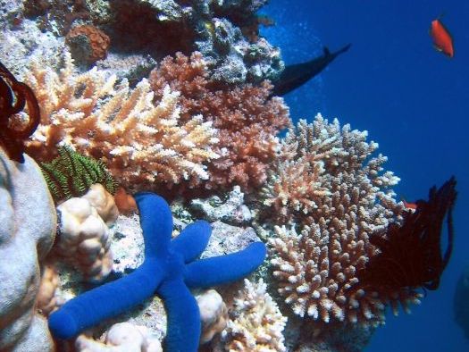 Great Barrier Reef (Ecosystems) KS3 PowerPoints and Worksheets