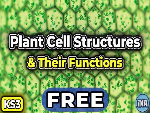Plant Cell Structures and Their Functions - FREE KS3 Biology Worksheet