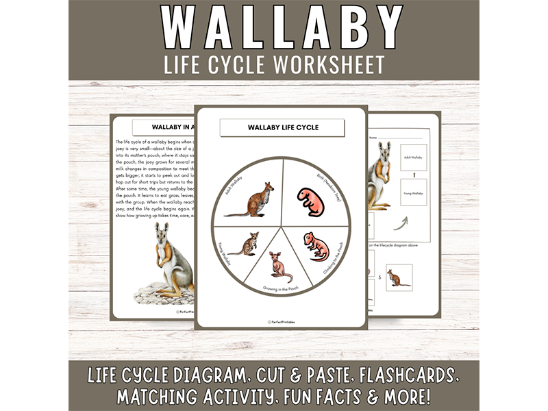 Wallaby Life Cycle: Australian Animal Science Unit Study & Fun Facts