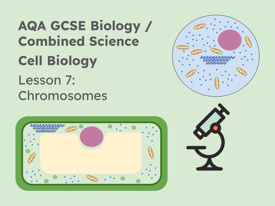 Lesson 7 Chromosomes