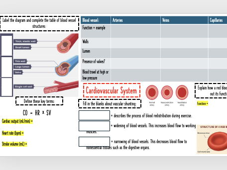Cardiovascular system revision matt