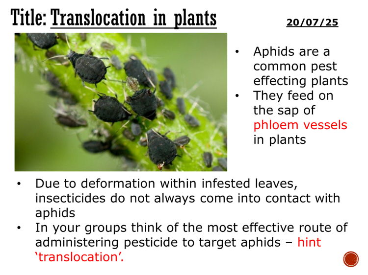 Translocation in plants - complete lesson (AS/A2)