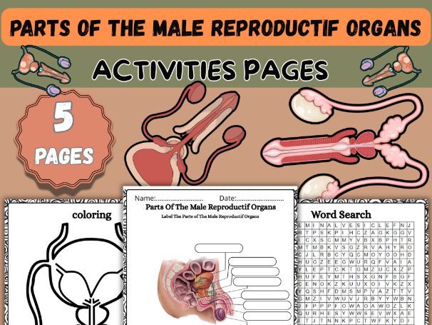 Male Reproductive System Worksheet