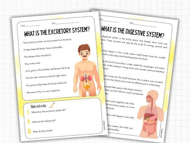Human Body Systems Reading Comprehension (Nonfiction, 2 Levels) | ESL KS2 Science