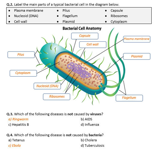 Bacteria and Viruses Worksheet Distance Learning Teaching Resources