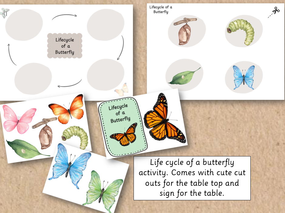 Lifecycle of a Butterfly