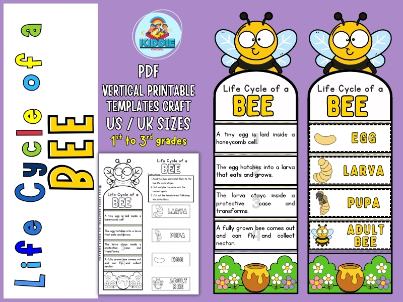 Bee Life Cycle Foldable Craft | Grades 1–3 Science Activity