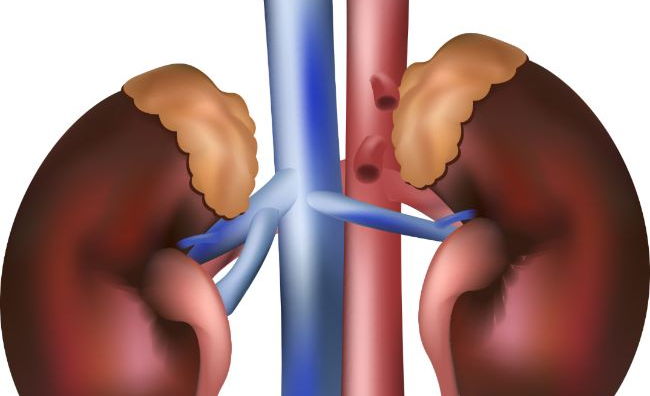 NEW OCR Biology A 5.2.4 Kidney Structure