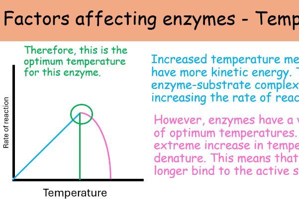 WJEC A level Biology AS Unit 1 Topic 1.4: Enzymes powerpoints for whole topic
