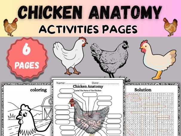 Chicken Anatomy Worksheets|Word Search