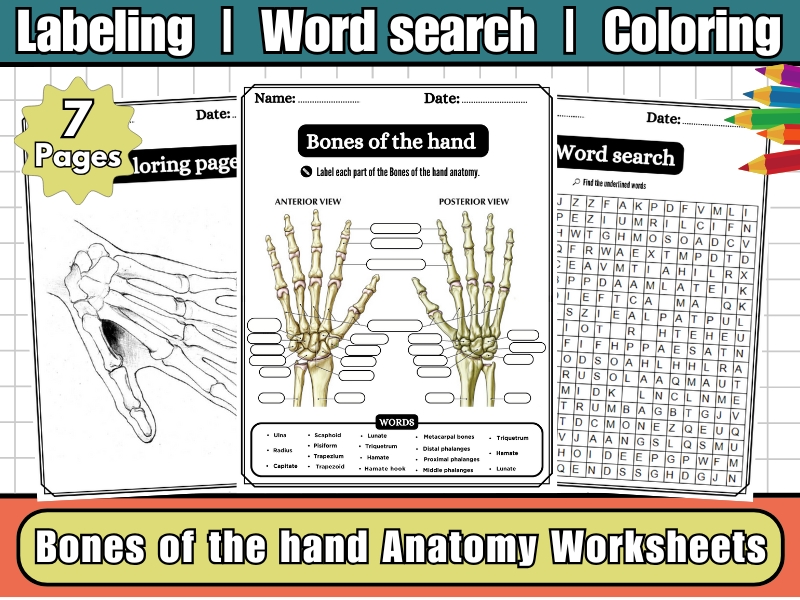 Bones of the Hand Worksheet | Labeling Diagram | Word Search | Coloring-Skeleton Science Activity