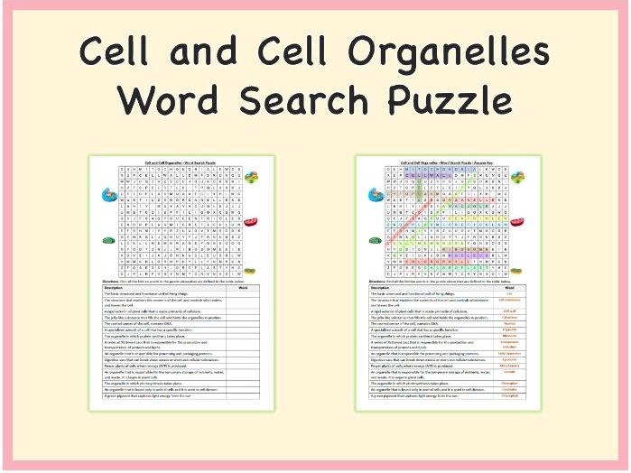 Cell and Cell Organelles - Word Search Puzzle Worksheet Activity (Printable PDF)