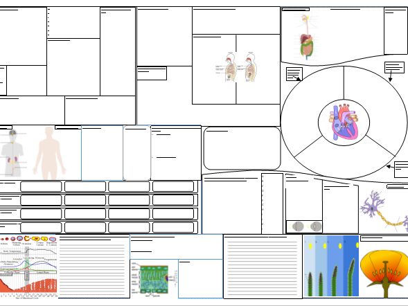 Entire iGCSE Biology course revision poster worksheet | Teaching Resources