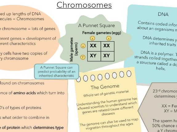 AQA Biology - Chromosomes (Combined Higher)