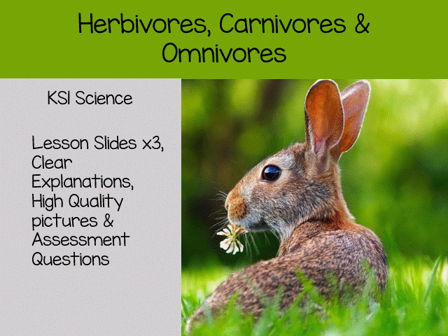 Herbivores, Carnivores & Omnivores KS1 science