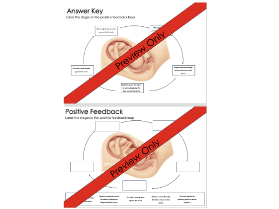 Positive Feedback in Childbirth Worksheet