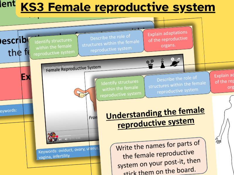 Female human reproductive system KS3