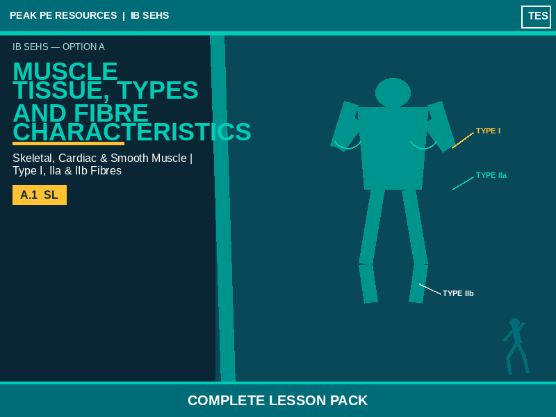 IB SEHS | Muscle Tissue, Types and Fibre Characteristics | Complete Lesson Pack | B.1 SL