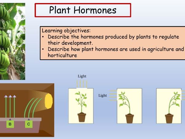 Plant Hormones Separate Biology