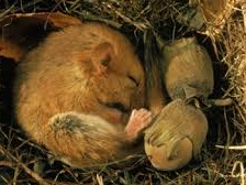 Hibernation and Migration | Teaching Resources
