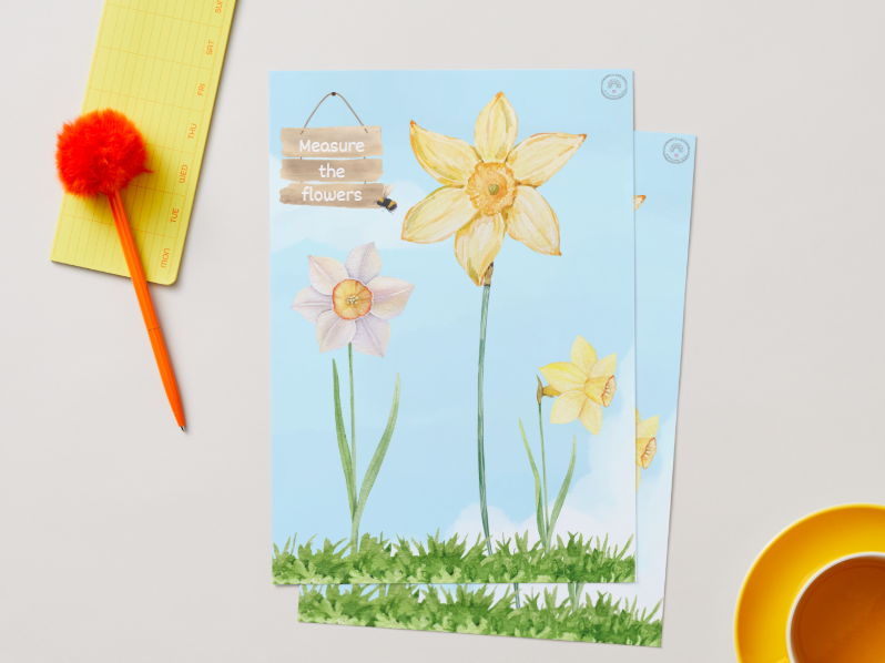 Measure the Daffodils - Spring