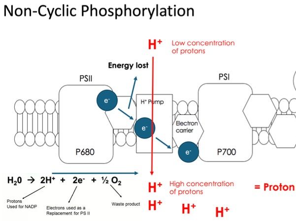 OCR A A-level photosynthesis and chemiosmosis