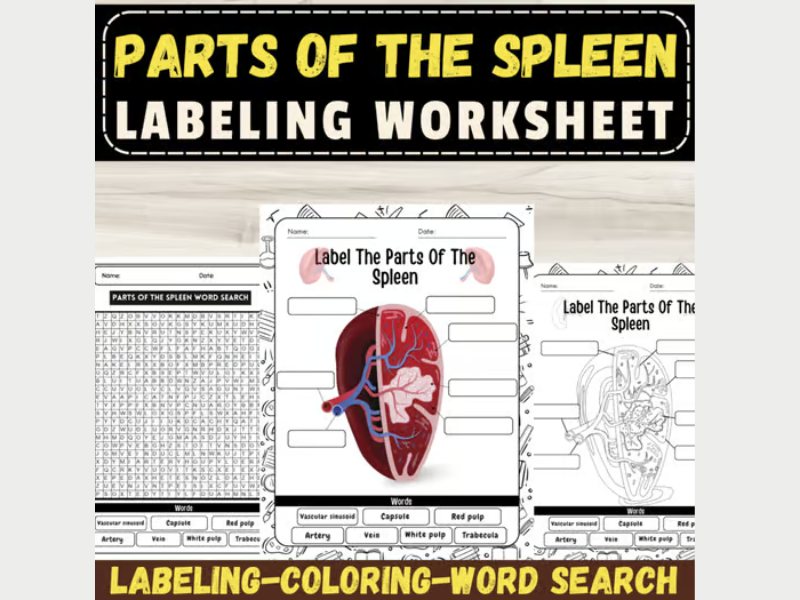 Label The Parts Of The Spleen Anatomy: Labeling Worksheets with Activities