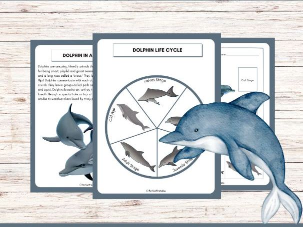 Life Cycle of a Dolphin Worksheet | Ocean Mammals Unit Study With Fun Facts!