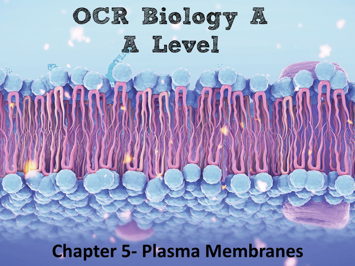 OCR Biology A- Chapter 5 Plasma Membranes