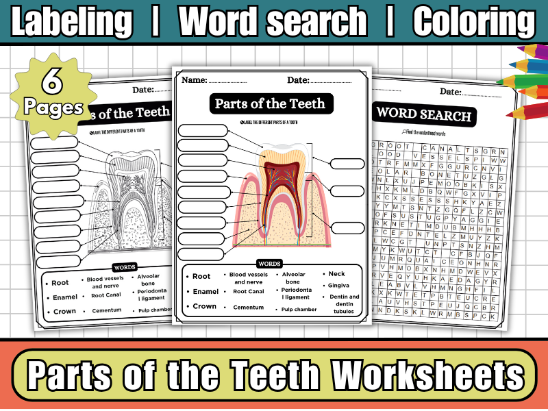 Teeth Anatomy-Parts of the Teeth Labeling Diagram,Coloring & Word Search-Human Body Science Activity