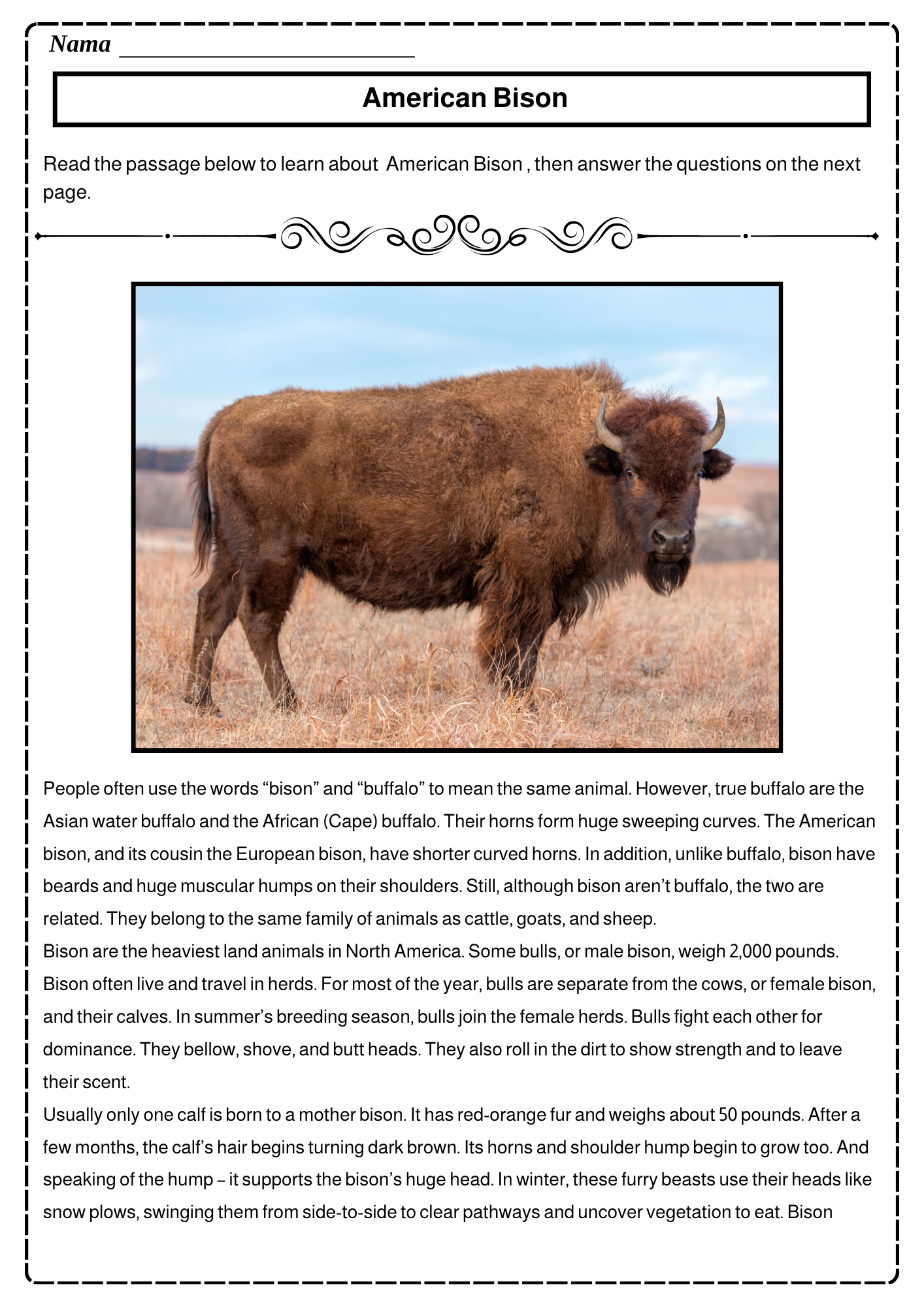 American Bison Reading Comprehension Passages & Questions Worksheets ...