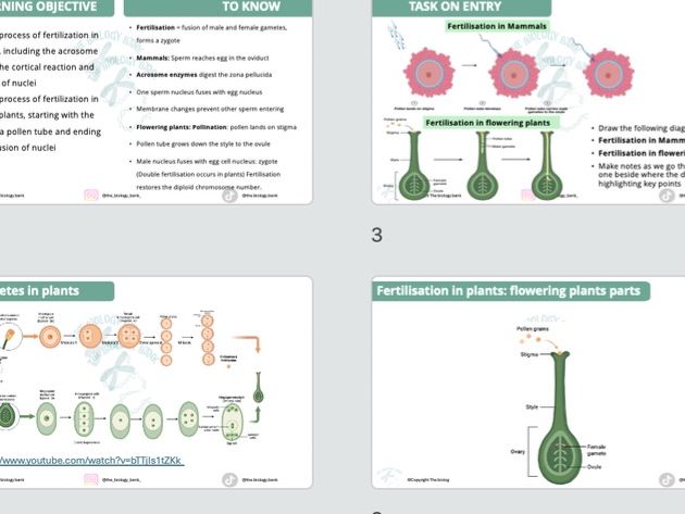 3B.5 Fertilization in Mammals