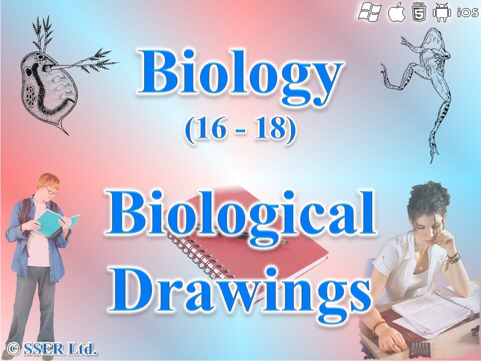 BioA_3.2.1.3 Biological Drawings - Cells, Tissues & Whole Specimens
